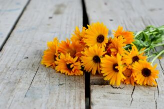 Ringelblume – die sanfte Heilerin