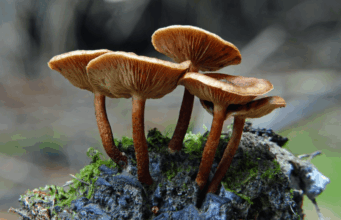 Pilze: Die unterschätzten Alleskönner des Herbstes