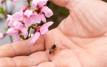 5 Tipps bei Bienenstichen